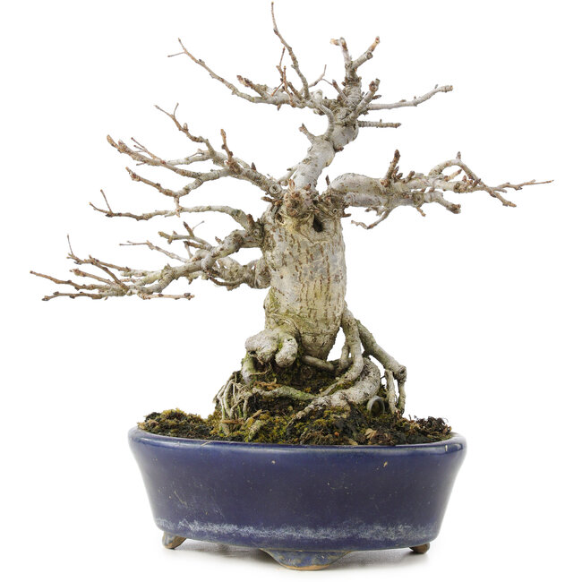 Pourthiaea villosa Decne, 19 cm, ± 30 anni, con bacche rosse in autunno