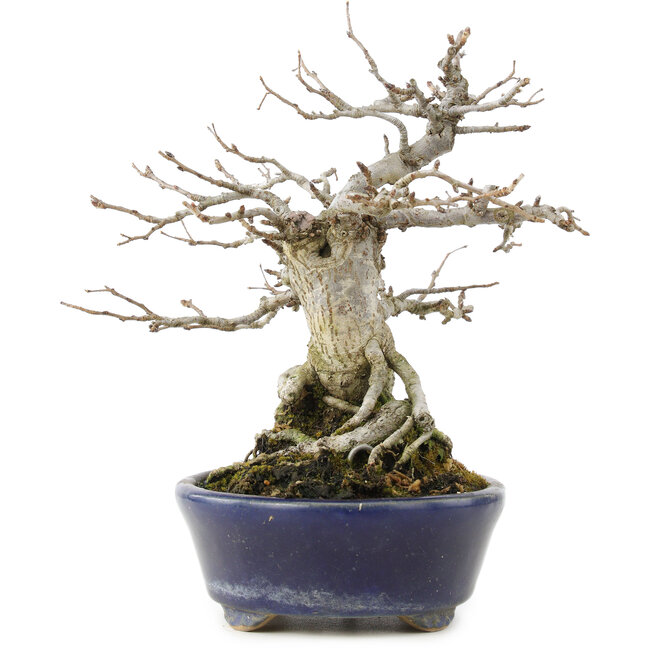 Pourthiaea villosa Decne, 19 cm, ± 30 jaar oud, met rode bessen in het najaar