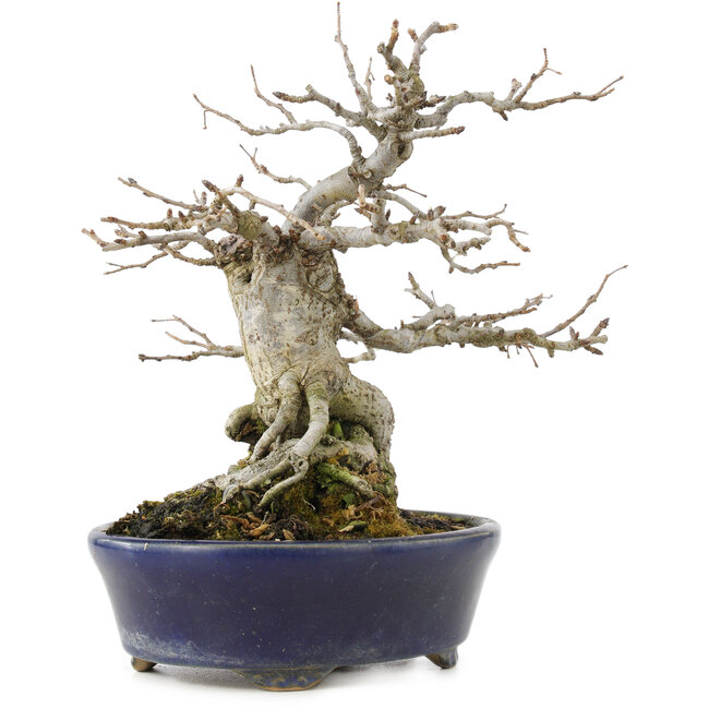 Pourthiaea villosa Decne, 19 cm, ± 30 jaar oud, met rode bessen in het najaar