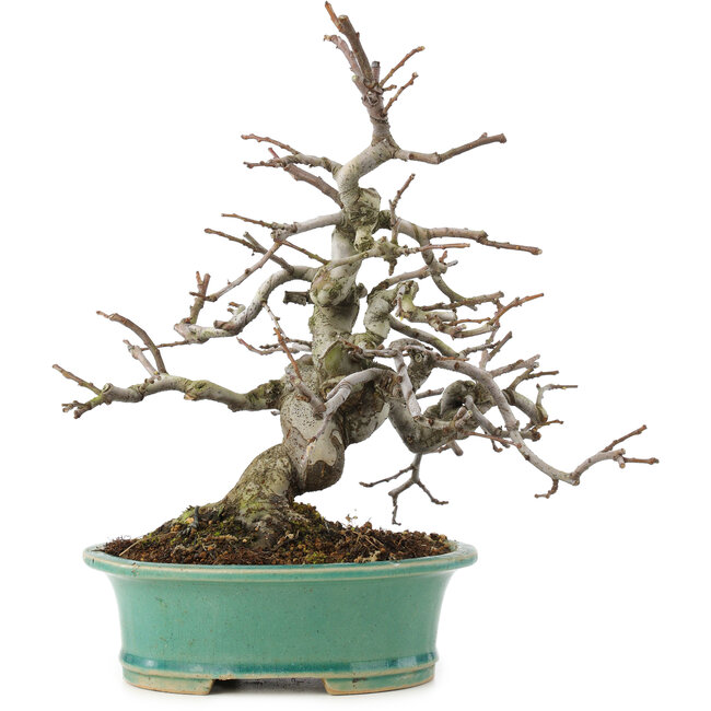 Pseudocydonia sinensis, 24 cm, ± 20 years old, in a handmade Japanese pot by Shibakatsu