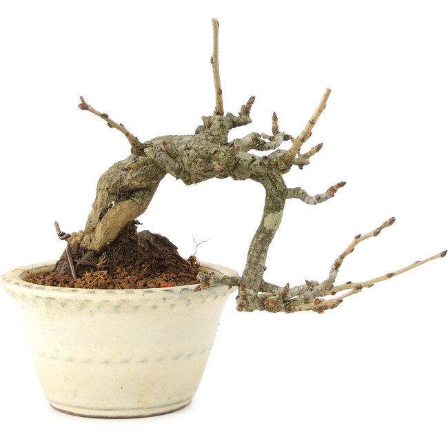 Pourthiaea villosa, 12 cm, ± 15 Jahre alt