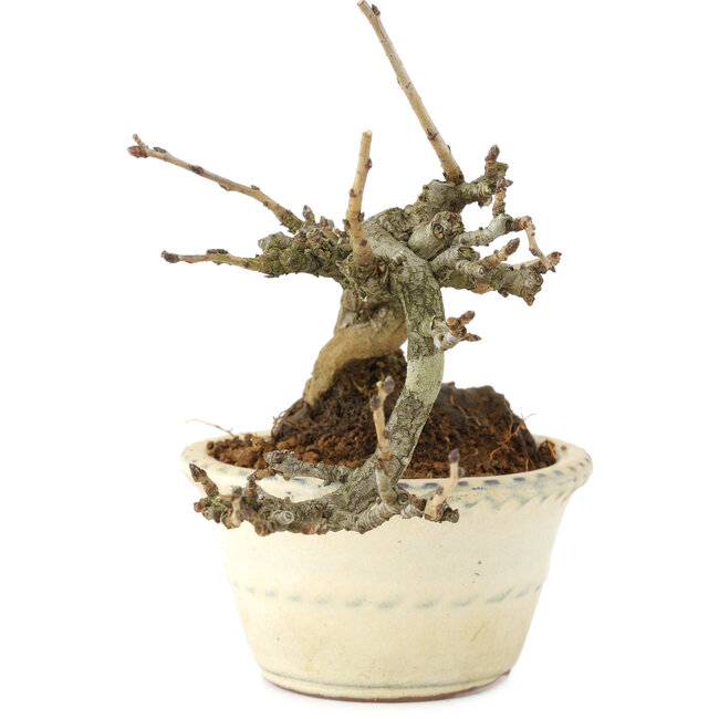 Pourthiaea villosa, 12 cm, ± 15 Jahre alt