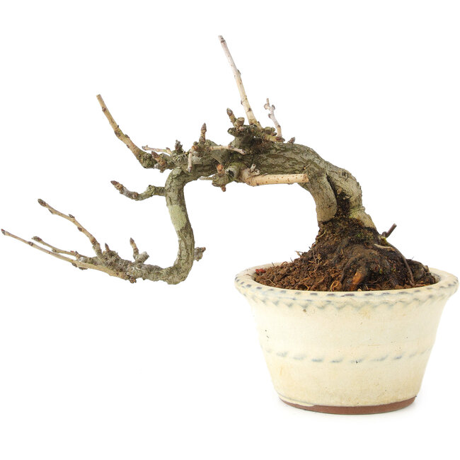 Pourthiaea villosa, 12 cm, ± 15 Jahre alt