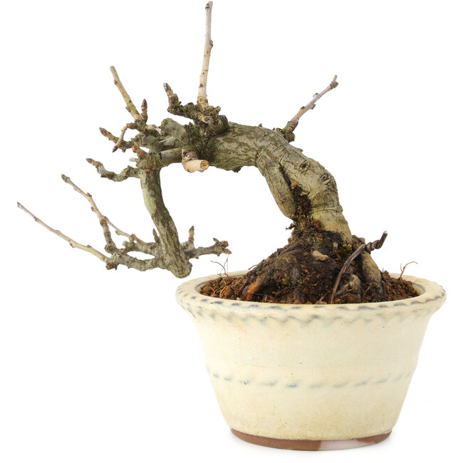 Pourthiaea villosa, 12 cm, ± 15 Jahre alt