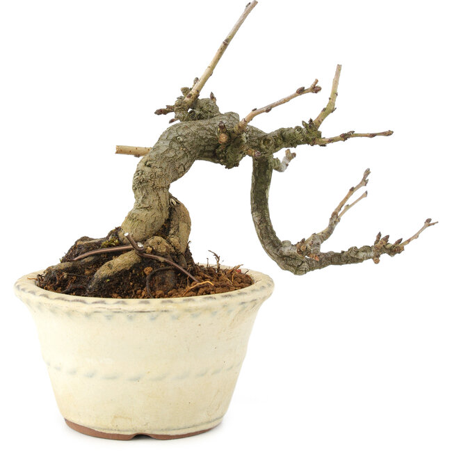 Pourthiaea villosa, 12 cm, ± 15 años