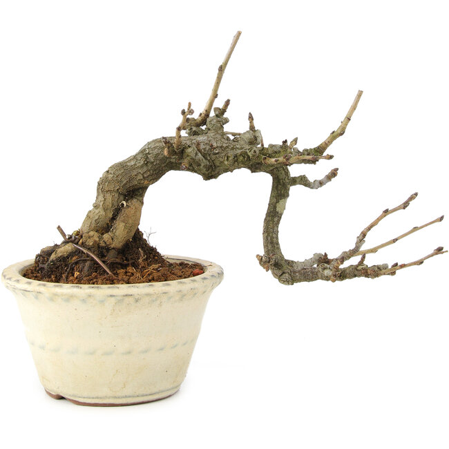 Pourthiaea villosa, 12 cm, ± 15 anni