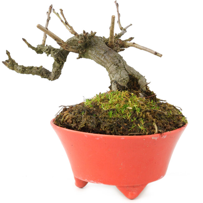 Pourthiaea villosa, 10 cm, ± 15 anni, in un vaso giapponese fatto a mano da Seifu