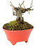 Pourthiaea villosa, 10 cm, ± 15 years old, in a handmade Japanese pot by Seifu