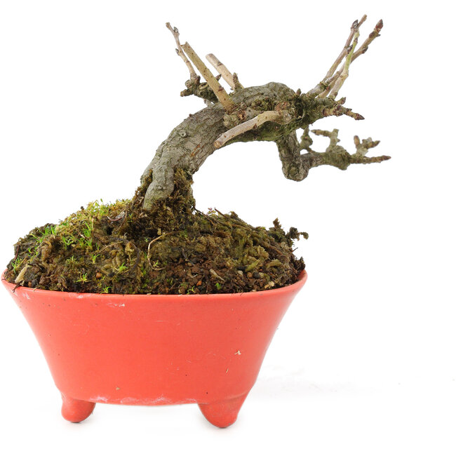 Pourthiaea villosa, 10 cm, ± 15 ans, dans un pot japonais fait main par Seifu