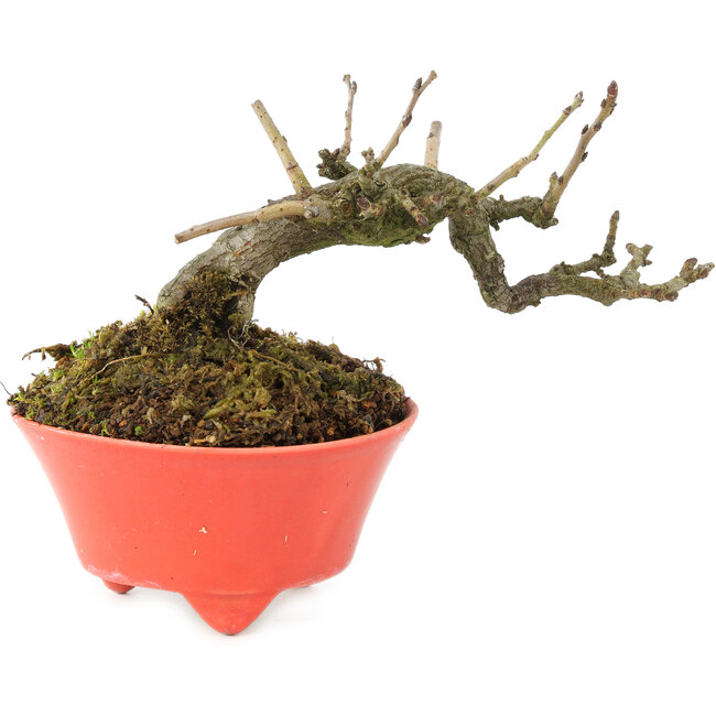 Pourthiaea villosa, 10 cm, ± 15 years old, in a handmade Japanese pot by Seifu