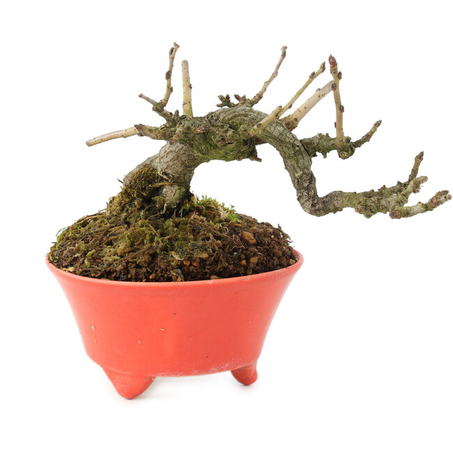 Pourthiaea villosa, 10 cm, ± 15 años, en maceta japonesa hecha a mano por Seifu