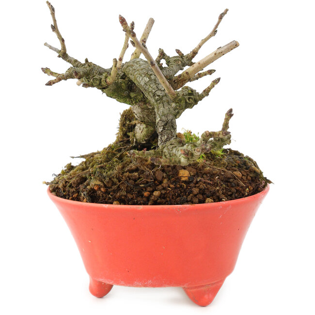 Pourthiaea villosa, 10 cm, ± 15 ans, dans un pot japonais fait main par Seifu