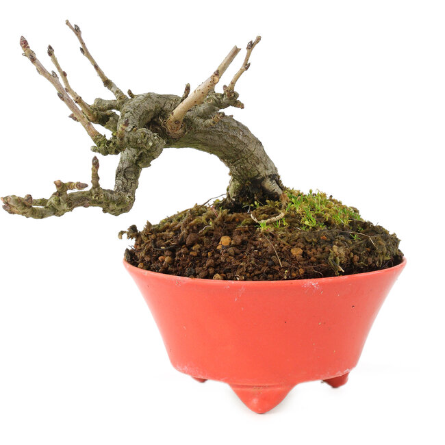 Pourthiaea villosa, 10 cm, ± 15 años, en maceta japonesa hecha a mano por Seifu