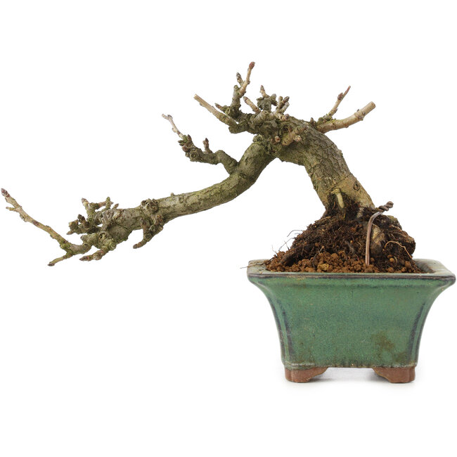 Pourthiaea villosa, 10 cm, ± 15 Jahre alt