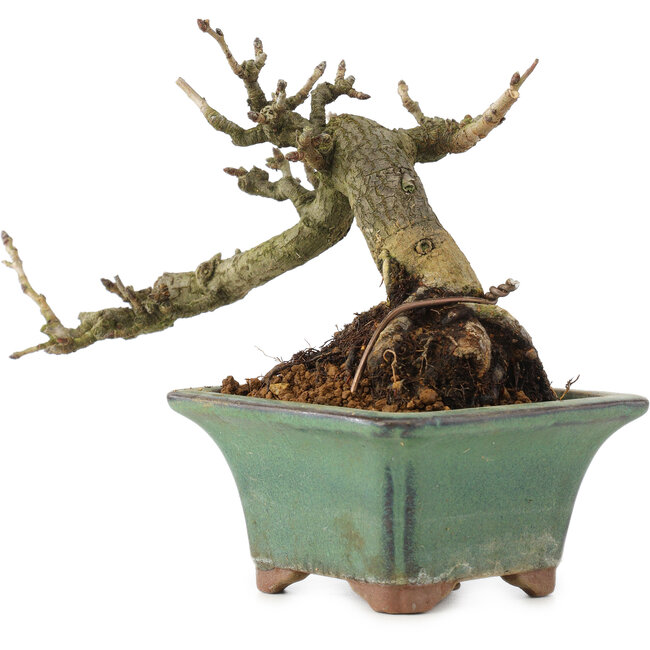 Pourthiaea villosa, 10 cm, ± 15 ans