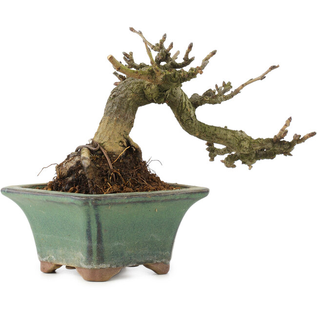 Pourthiaea villosa, 10 cm, ± 15 years old