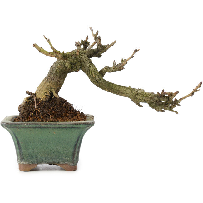 Pourthiaea villosa, 10 cm, ± 15 años