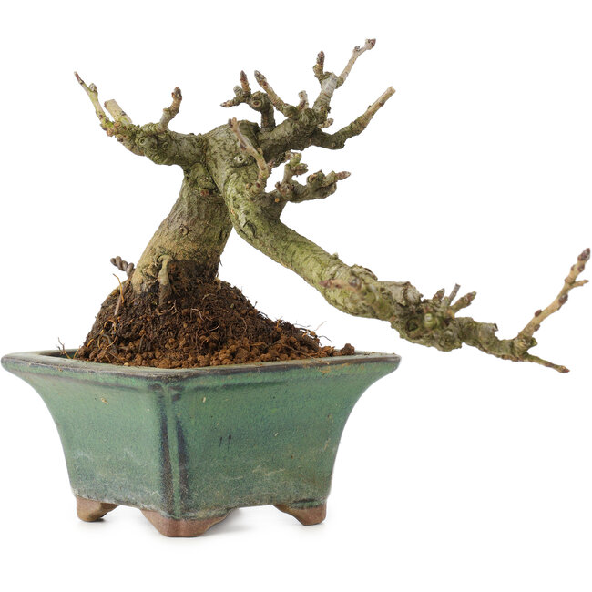 Pourthiaea villosa, 10 cm, ± 15 Jahre alt