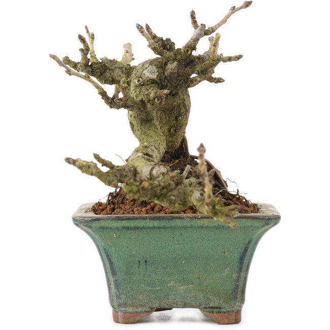 Pourthiaea villosa, 10 cm, ± 15 Jahre alt