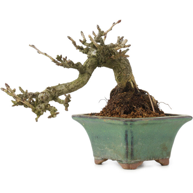 Pourthiaea villosa, 10 cm, ± 15 años