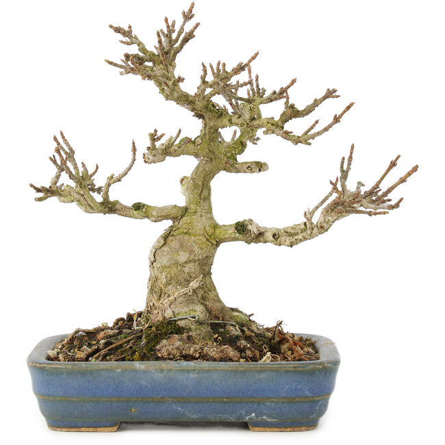 Acer buergerianum, 14 cm, ± 35 anni, da una collezione privata con vecchia corteccia, piccole foglie, grande ramificazione e in un vaso giapponese fatto a mano da Hattori