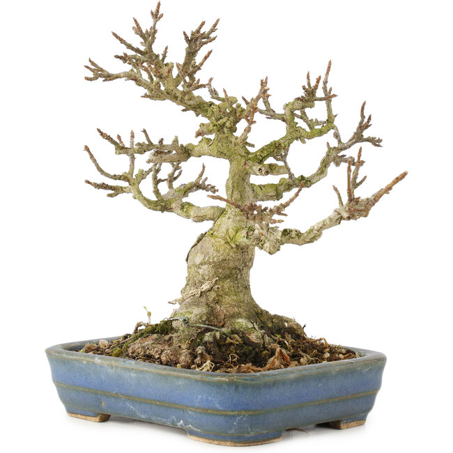 Acer buergerianum, 14 cm, ± 35 años, de colección particular con corteza vieja, hojas pequeñas, gran ramificación y en maceta japonesa hecha a mano por Hattori