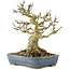 Acer buergerianum, 14 cm, ± 35 jaar oud, uit privé collectie met oude schors, kleine blaadjes, grote vertakking en in een handgemaakte Japanse pot van Hattori