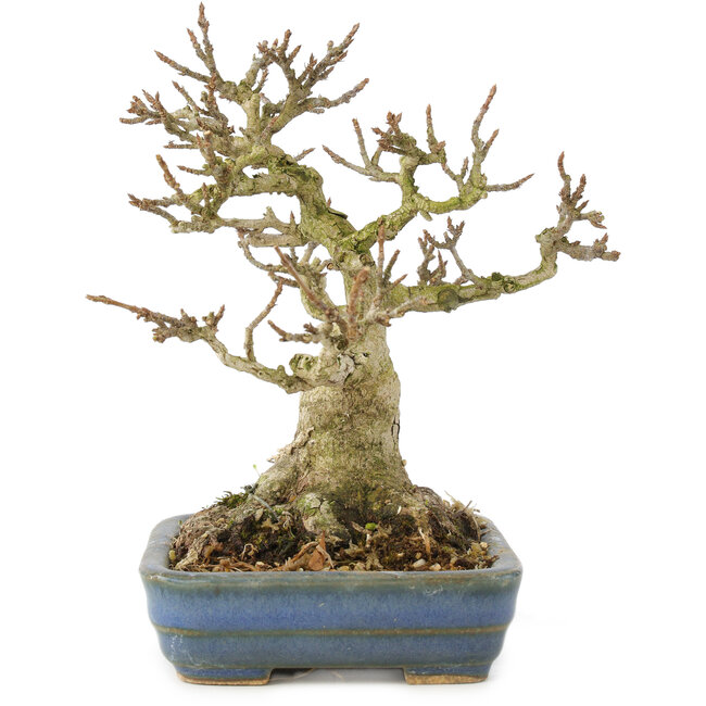 Acer buergerianum, 14 cm, ± 35 años, de colección particular con corteza vieja, hojas pequeñas, gran ramificación y en maceta japonesa hecha a mano por Hattori
