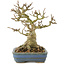 Acer buergerianum, 14 cm, ± 35 jaar oud, uit privé collectie met oude schors, kleine blaadjes, grote vertakking en in een handgemaakte Japanse pot van Hattori