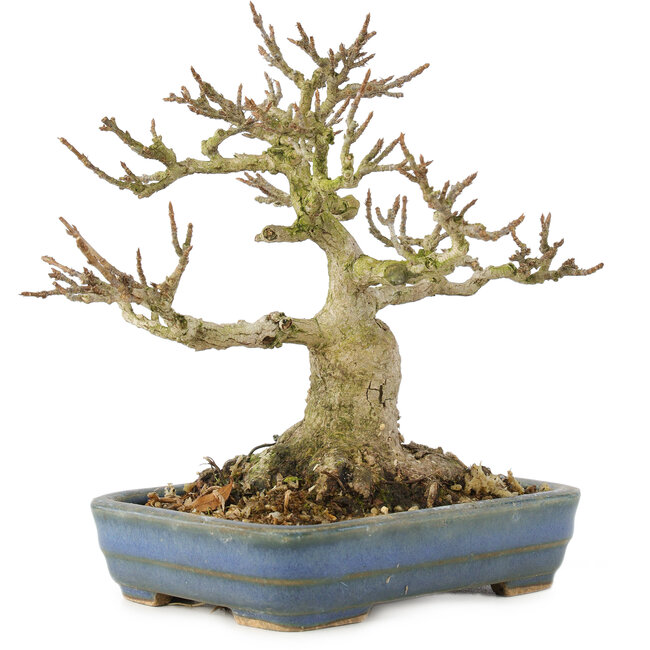 Acer buergerianum, 14 cm, ± 35 años, de colección particular con corteza vieja, hojas pequeñas, gran ramificación y en maceta japonesa hecha a mano por Hattori