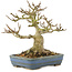 Acer buergerianum, 14 cm, ± 35 jaar oud, uit privé collectie met oude schors, kleine blaadjes, grote vertakking en in een handgemaakte Japanse pot van Hattori