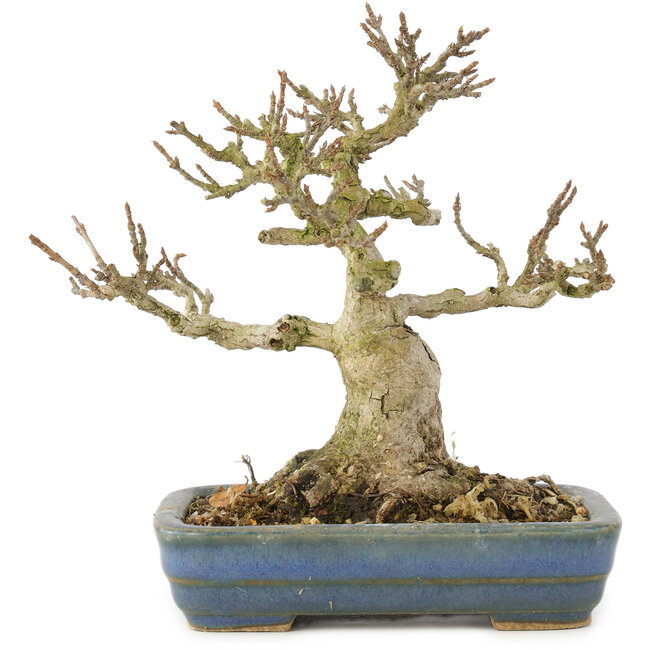 Acer buergerianum, 14 cm, ± 35 anni, da una collezione privata con vecchia corteccia, piccole foglie, grande ramificazione e in un vaso giapponese fatto a mano da Hattori