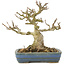 Acer buergerianum, 14 cm, ± 35 anni, da una collezione privata con vecchia corteccia, piccole foglie, grande ramificazione e in un vaso giapponese fatto a mano da Hattori