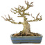 Acer buergerianum, 14 cm, ± 35 jaar oud, uit privé collectie met oude schors, kleine blaadjes, grote vertakking en in een handgemaakte Japanse pot van Hattori