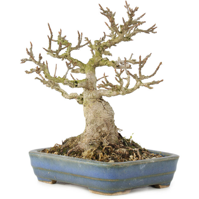 Acer buergerianum, 14 cm, ± 35 anni, da una collezione privata con vecchia corteccia, piccole foglie, grande ramificazione e in un vaso giapponese fatto a mano da Hattori