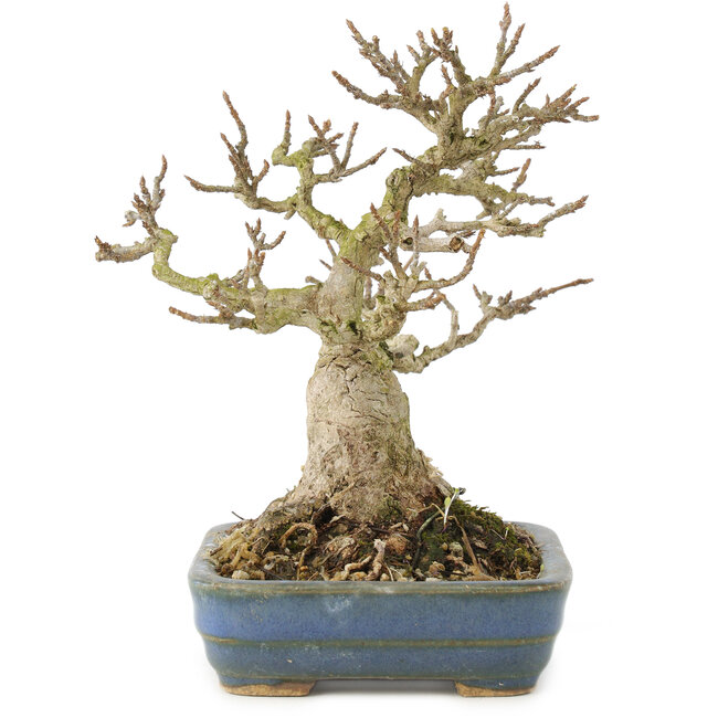 Acer buergerianum, 14 cm, ± 35 years old, from a private collection with old bark, small leaves, great ramification and in a handmade Japanese pot by Hattori
