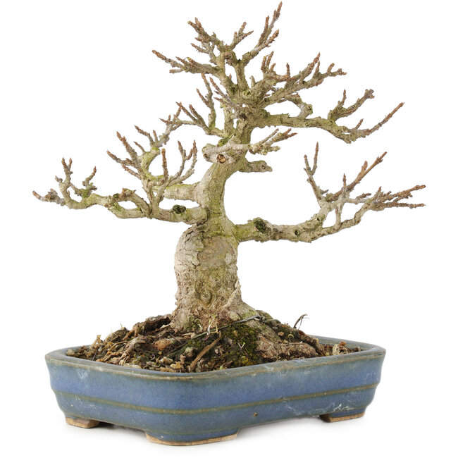 Acer buergerianum, 14 cm, ± 35 anni, da una collezione privata con vecchia corteccia, piccole foglie, grande ramificazione e in un vaso giapponese fatto a mano da Hattori