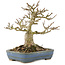 Acer buergerianum, 14 cm, ± 35 ans, d'une collection privée avec vieille écorce, petites feuilles, grande ramification et dans un pot japonais fait à la main par Hattori