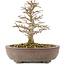 Acer buergerianum, 17 cm, ± 35 anni, proveniente da collezione privata e coltivato con straordinaria cura personale, con corteccia vecchia, foglie piccole e grande ramificazione