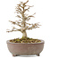 Acer buergerianum, 17 cm, ± 35 anni, proveniente da collezione privata e coltivato con straordinaria cura personale, con corteccia vecchia, foglie piccole e grande ramificazione