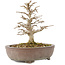 Acer buergerianum, 17 cm, ± 35 años, procedente de colección privada y cultivado con un cuidado personal asombroso, con corteza vieja, hojas pequeñas y gran ramificación
