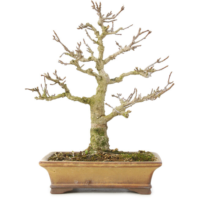 Acer buergerianum, 20 cm, ± 35 años, procedente de colección privada y cultivado con un cuidado personal asombroso, con corteza vieja, hojas pequeñas y gran ramificación