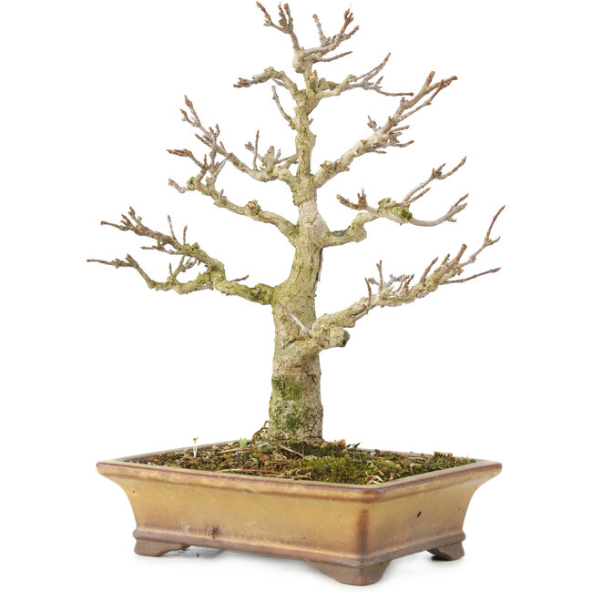 Acer buergerianum, 20 cm, ± 35 jaar oud, uit privécollectie en met geweldige persoonlijke zorg gekweekt, met oude schors, kleine blaadjes en grote vertakkingen