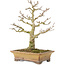 Acer buergerianum, 20 cm, ± 35 ans, d'une collection privée et cultivé avec un soin personnel incroyable, avec une vieille écorce, de petites feuilles et une grande ramification