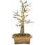 Acer buergerianum, 20 cm, ± 35 anni, proveniente da collezione privata e coltivato con straordinaria cura personale, con corteccia vecchia, foglie piccole e grande ramificazione