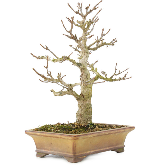 Acer buergerianum, 20 cm, ± 35 ans, d'une collection privée et cultivé avec un soin personnel incroyable, avec une vieille écorce, de petites feuilles et une grande ramification