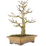 Acer buergerianum, 20 cm, ± 35 años, procedente de colección privada y cultivado con un cuidado personal asombroso, con corteza vieja, hojas pequeñas y gran ramificación