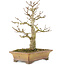 Acer buergerianum, 20 cm, ± 35 Jahre alt, aus einer Privatsammlung und mit erstaunlicher persönlicher Sorgfalt kultiviert, mit alter Rinde, kleinen Blättern und großen Verzweigungen