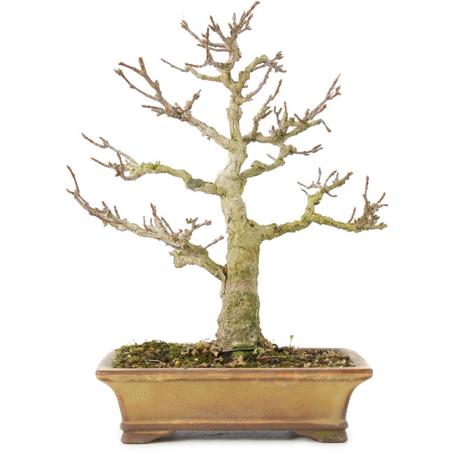 Acer buergerianum, 20 cm, ± 35 jaar oud, uit privécollectie en met geweldige persoonlijke zorg gekweekt, met oude schors, kleine blaadjes en grote vertakkingen