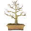 Acer buergerianum, 20 cm, ± 35 anni, proveniente da collezione privata e coltivato con straordinaria cura personale, con corteccia vecchia, foglie piccole e grande ramificazione